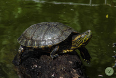 Trachemys dorbigni