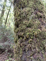 Dendroalsia abietina