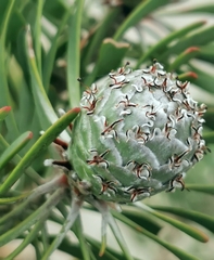 Leucadendron