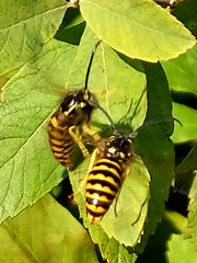 Vespula flavopilosa
