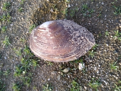 Sinanodonta woodiana
