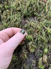 Dendroalsia abietina