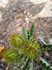 Berkheya armata