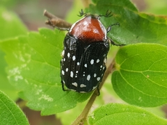 Clinteroides permutans