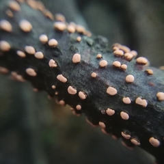 Nectria