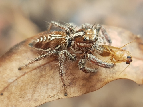 Hyllus argyrotoxus