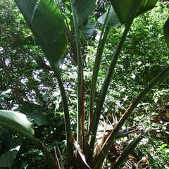 Strelitzia nicolai