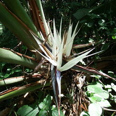 Strelitzia nicolai