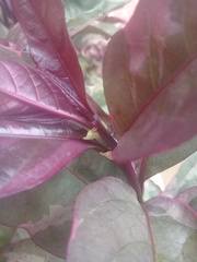 Enchenopa squamigera