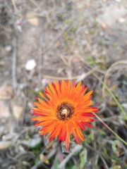 Drosanthemum lavisii