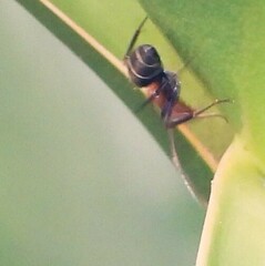 Camponotus rufoglaucus