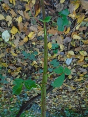 Rubus polonicus