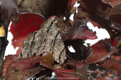 Cerberonoton rubescens