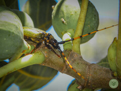 Retrachydes thoracicus