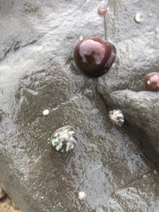 Steromphala umbilicalis