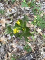 Solidago radula