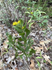 Solidago radula