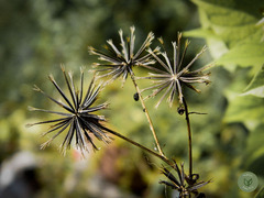 Bidens subalternans
