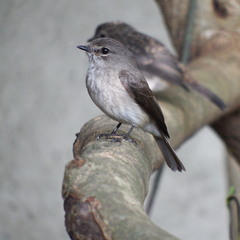 Muscicapa adusta