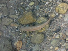 Salmo marmoratus