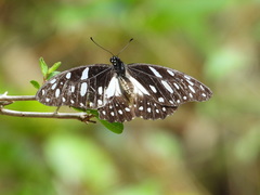 Graphium leonidas
