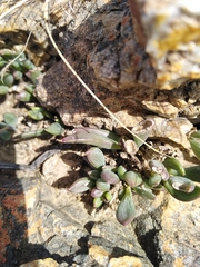 Curio crassulifolius