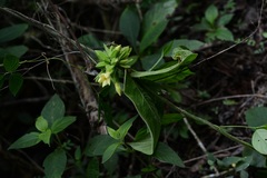 Prestonia mexicana