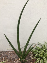 Sansevieria