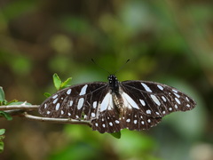 Graphium leonidas