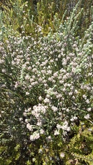 Erica capitata