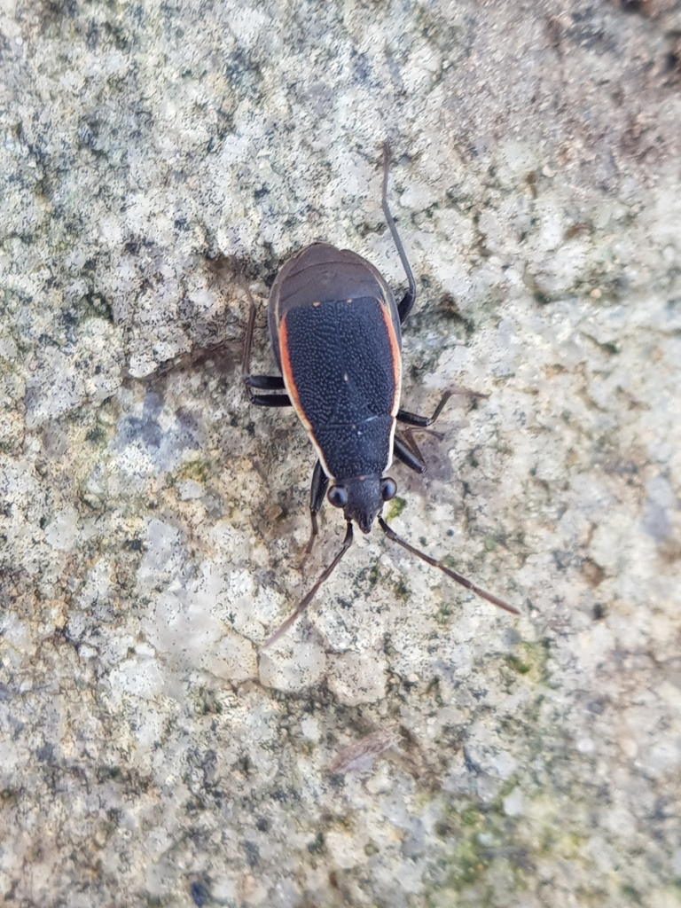 Dermatinus