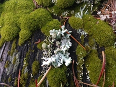 Hypogymnia tubulosa
