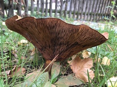 Paxillus
