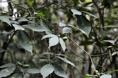 Tabernaemontana hannae