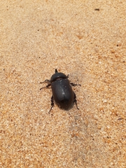 Oryctes rhinoceros