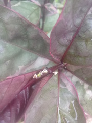 Enchenopa squamigera