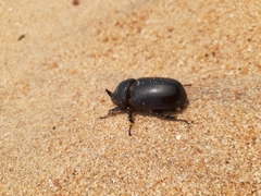 Oryctes rhinoceros