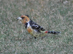 Trachyphonus vaillantii vaillantii