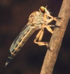 Clephydroneura