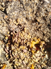 Microhodotermes viator