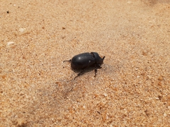 Oryctes rhinoceros
