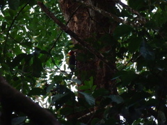 Campephilus rubricollis