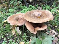 Paxillus