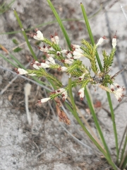 Erica imbricata