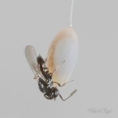 Telenomus chrysopae