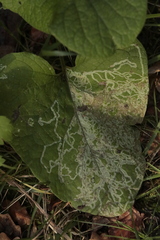 Phytomyza albiceps group