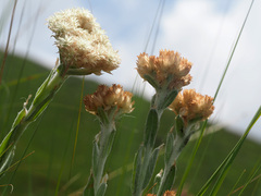 Helichrysum appendiculatum