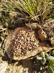 Microhodotermes viator