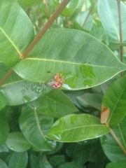 Cheilomenes sexmaculata