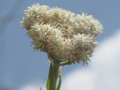 Helichrysum appendiculatum